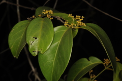 Reissantia indica